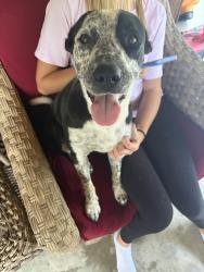 Found/Stray Female Dog last seen Freewill Rd, Cleveland, TN 37312