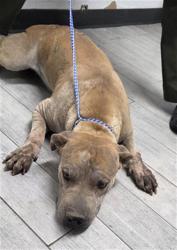 Shelter Stray Female Dog last seen Near BLOCK DONALDA CT WOFFORD HEIGHTS CA 93285, 14891 CA-178, Lake Isabella, CA 93240, USA