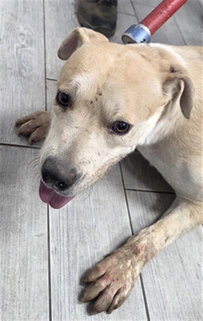 Shelter Stray Female Dog last seen Near BLOCK DONALDA CT WOFFORD HEIGHTS CA 93285, 14891 CA-178, Lake Isabella, CA 93240, USA