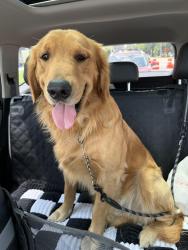 Found/Stray Male Dog last seen Skeeter Creek Road, Kent County, DE 19946