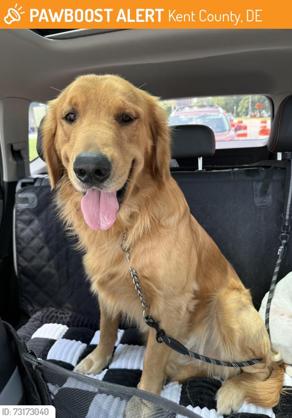 Found/Stray Male Dog last seen Skeeter Creek Road, Kent County, DE 19946