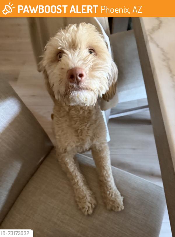 Found/Stray Male Dog last seen Dumkin Donuts 83rd Ave/Camelback, Phoenix, AZ 85033