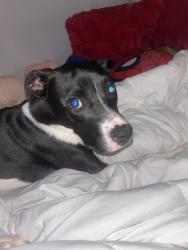 Lost Female Dog last seen apmt complex, Memphis, TN 38128