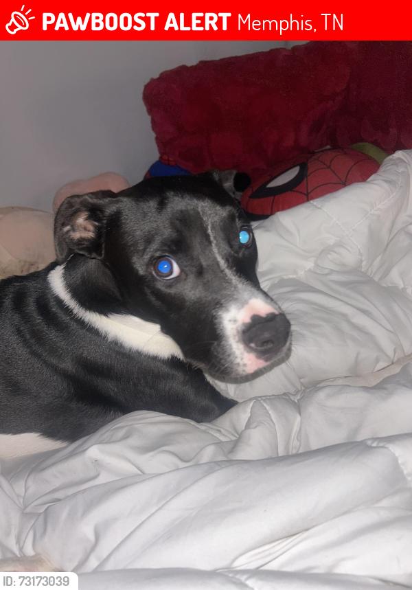 Lost Female Dog last seen apmt complex, Memphis, TN 38128