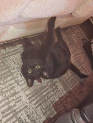 Lost Male Cat last seen Cooper st and case ave, Staten Island, NY 10309