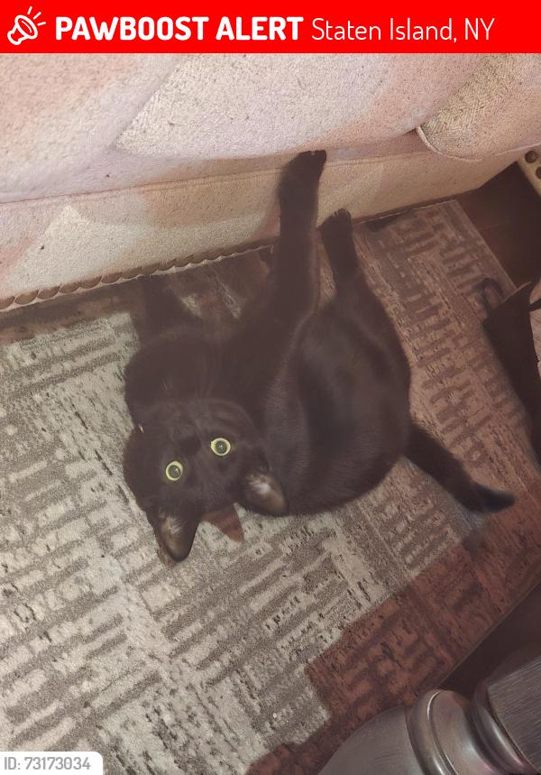 Lost Male Cat last seen Cooper st and case ave, Staten Island, NY 10309