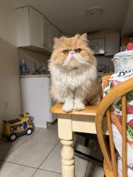 Reunited Female Cat last seen Communipaw, Jersey City, NJ 07304