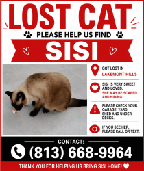 Reunited Female Cat last seen Near Lakemont hills , Peachood Dr , Malletwood Dr, Brandon, FL 33510