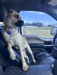 Reunited Female Dog last seen 2mi down from 1604 & 281 South intersection heading south, San Antonio, TX 78264