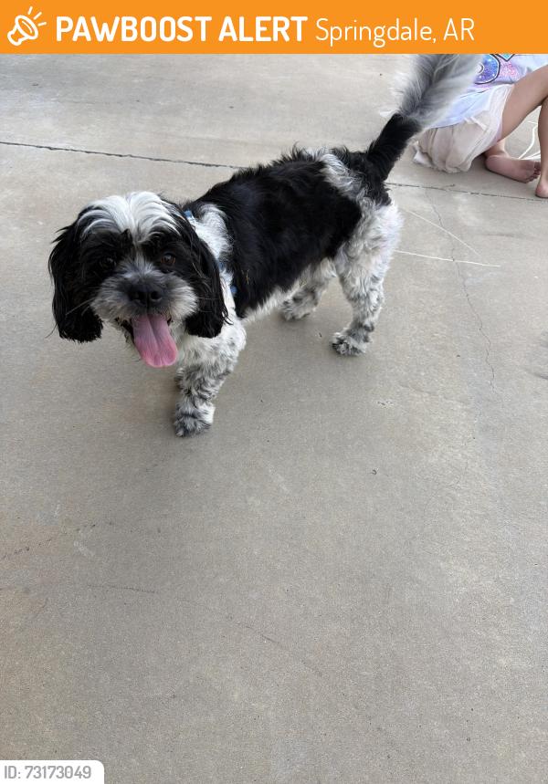 Found/Stray Male Dog last seen Arbor acres Ave., Springdale, AR 72762