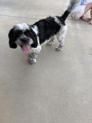 Found/Stray Male Dog last seen Arbor acres Ave., Springdale, AR 72762