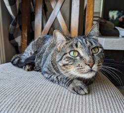 Reunited Male Cat last seen Lake Hazel / Five Mile, Boise, ID 83709