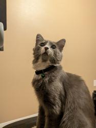 Reunited Male Cat last seen Aberdeen trails dr, Houston, TX 77095