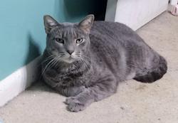 Reunited Male Cat last seen tony pena Jupiter Village phase 6, Jupiter, FL 33458