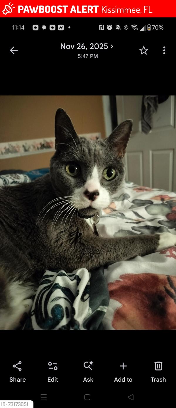 Lost Female Cat last seen Westside Blvd and Student Dr., Kissimmee, FL 34747