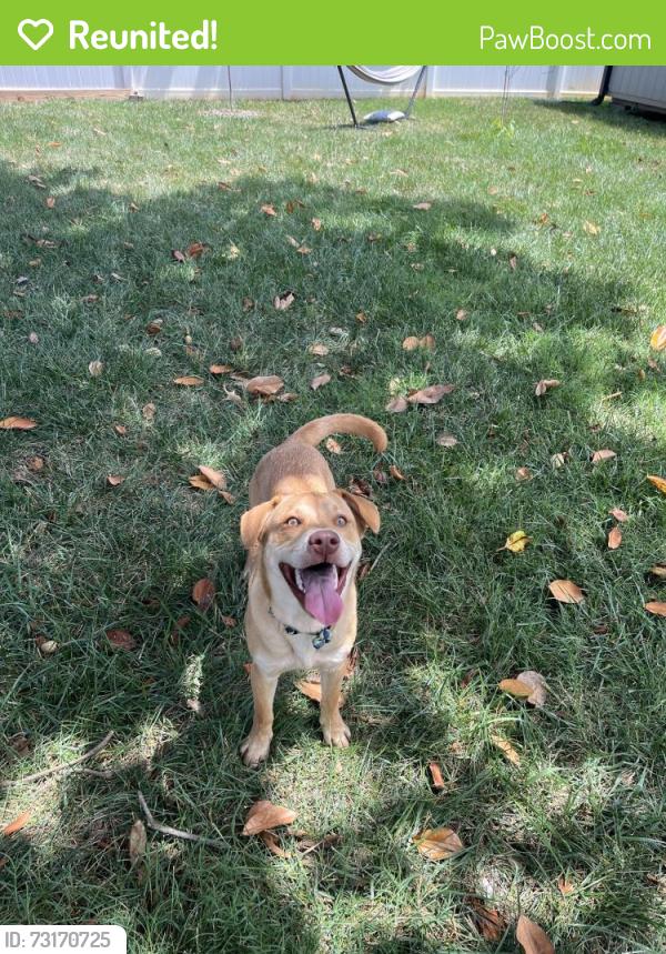 Reunited Male Dog last seen Bentley Place, Charlotte, NC 28205