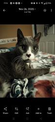 Lost Female Cat last seen Westside Blvd and Student Dr., Kissimmee, FL 34747