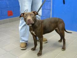 Shelter Stray Female Dog last seen CHAMA AND SOUTHERN, 8920 Lomas Blvd NE, Albuquerque, NM 87112, USA