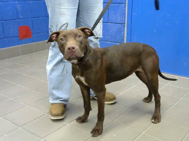 Shelter Stray Female Dog last seen CHAMA AND SOUTHERN, 8920 Lomas Blvd NE, Albuquerque, NM 87112, USA