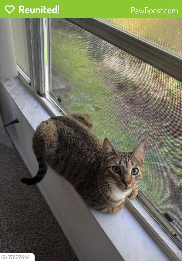Reunited Female Cat last seen oak haven dr, Orlando, FL 32839