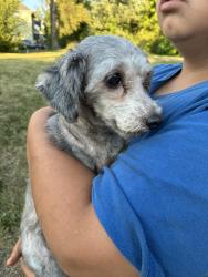 Found/Stray Male Dog last seen Mills St and Jackson St in Kalamazoo MI, Kalamazoo, MI 49007