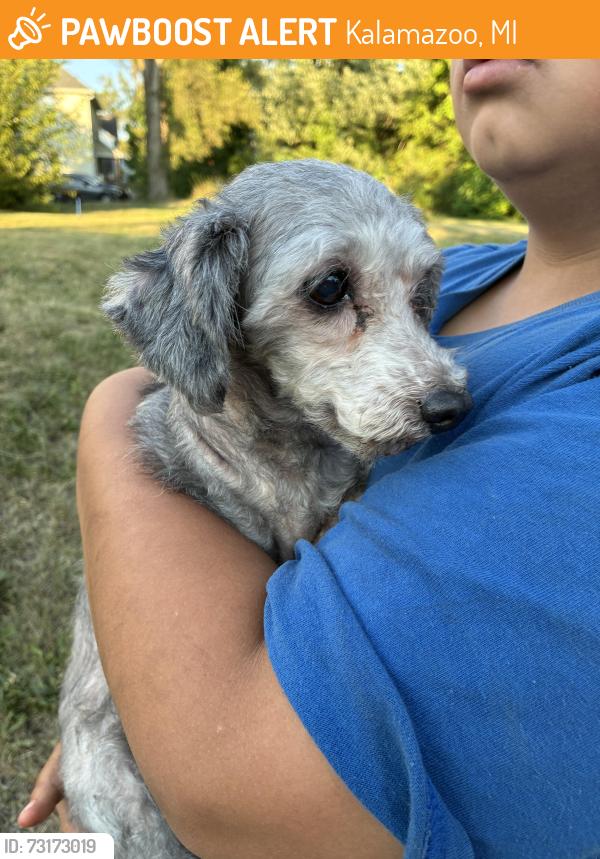 Found/Stray Male Dog last seen Mills St and Jackson St in Kalamazoo MI, Kalamazoo, MI 49007