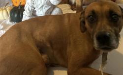 Reunited Male Dog last seen Near or mount caramel, Joshua, TX 76058