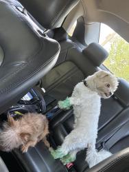Reunited Male Dog last seen Walmart east capital, Milwaukee, WI 53212