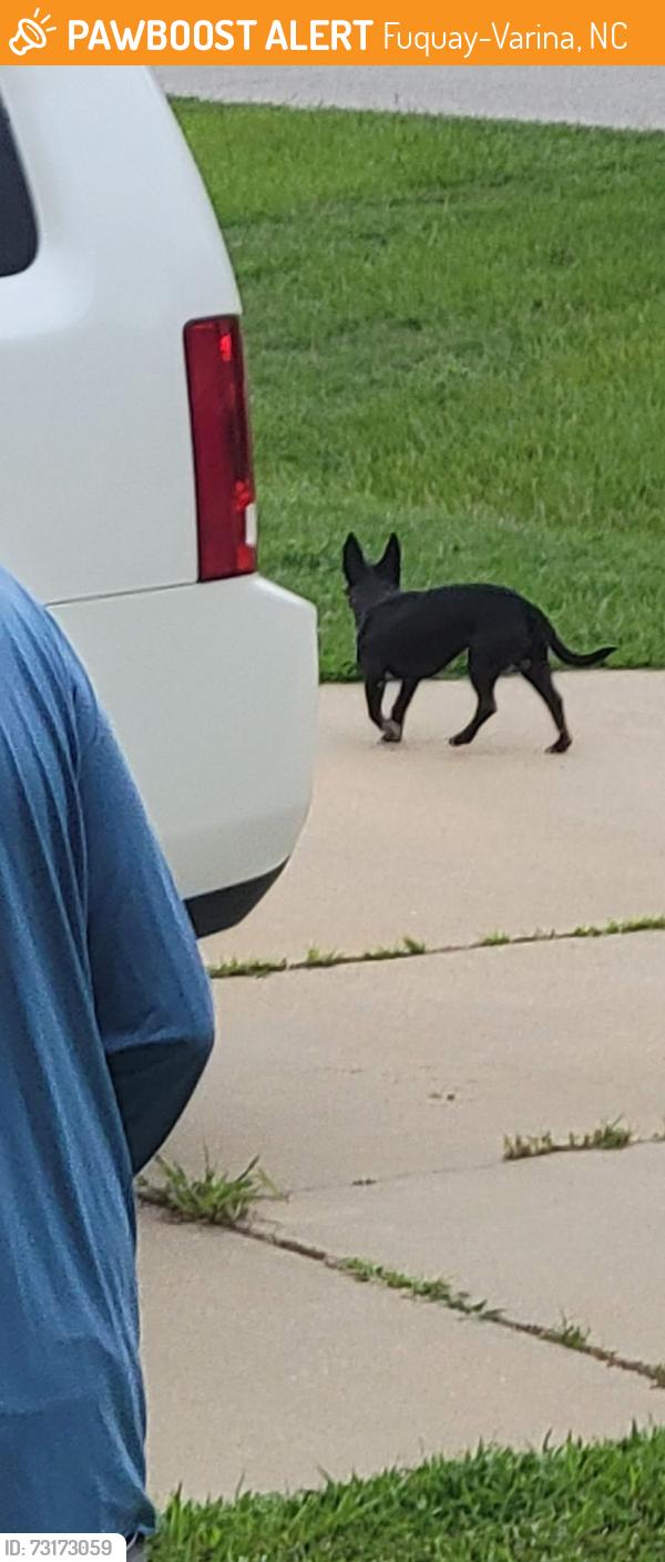 Found/Stray Unknown Dog last seen Moonlight and Angier, Fuquay-Varina, NC 27526