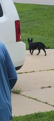 Found/Stray Unknown Dog last seen Moonlight and Angier, Fuquay-Varina, NC 27526
