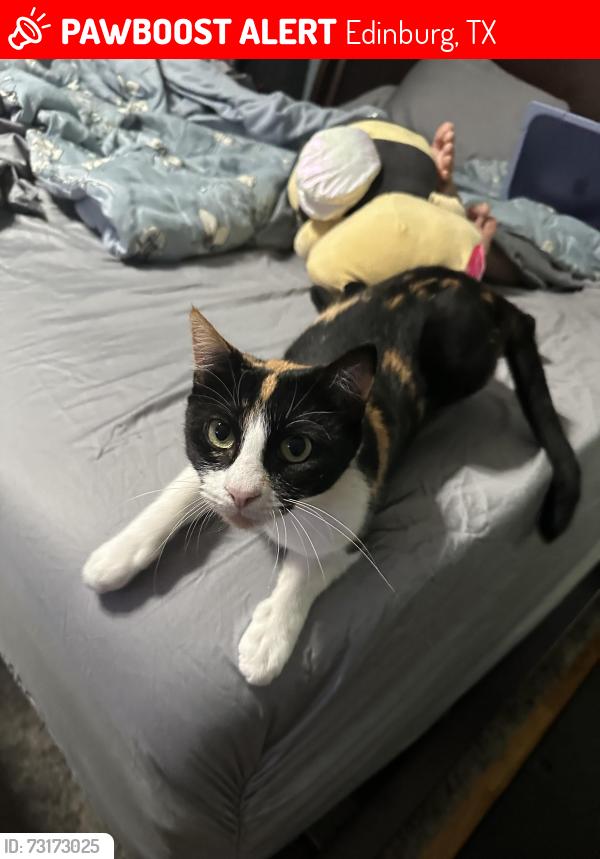 Lost Female Cat last seen Near 1/2 and Mon Mack Rd, Edinburg, TX 78541