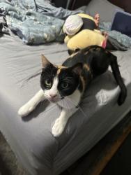 Lost Female Cat last seen Near 1/2 and Mon Mack Rd, Edinburg, TX 78541