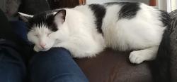 Lost Male Cat last seen Maplecrest Lane at North Park, Brantford, ON 