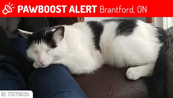Lost Male Cat last seen Maplecrest Lane at North Park, Brantford, ON 
