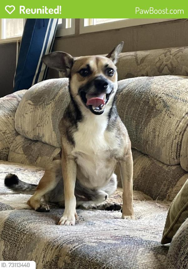 Reunited Male Dog last seen Meheula Parkway, Mililani, HI 96789