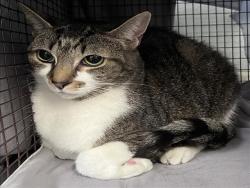 Shelter Stray Female Cat last seen , 1850 W 60th St, Los Angeles, CA 90047, USA