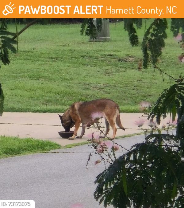 Found/Stray Unknown Dog last seen Moonlight Drive and Angier, Harnett County, NC 27526