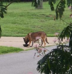 Found/Stray Unknown Dog last seen Moonlight Drive and Angier, Harnett County, NC 27526