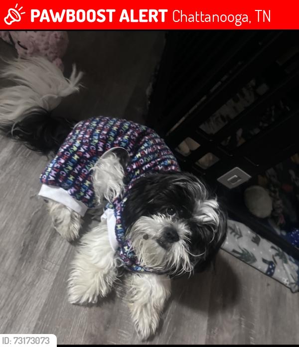 Lost Male Dog last seen east brainerd, Chattanooga, TN 37421