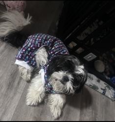Lost Male Dog last seen east brainerd, Chattanooga, TN 37421