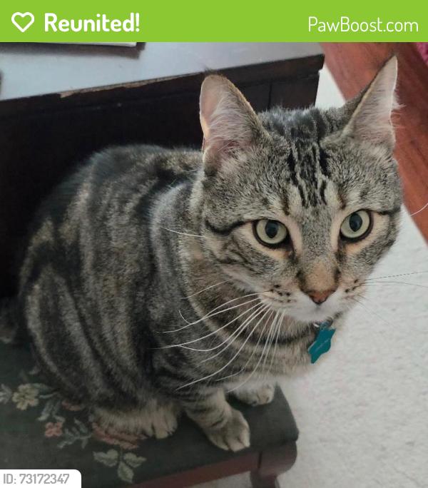 Reunited Male Cat last seen Corrin and Harmen, Orting, WA 98360