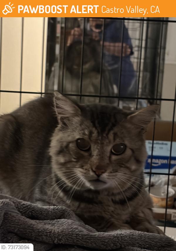 Found/Stray Male Cat last seen Knox st, Castro Valley, CA 94546