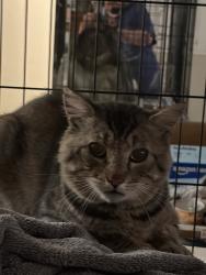 Found/Stray Male Cat last seen Knox st, Castro Valley, CA 94546