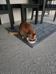 Reunited Female Cat last seen Point circle near river drive, Jupiter, FL 33469