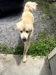 Found/Stray Unknown Dog last seen New firehouse station, La Vergne, TN 37086