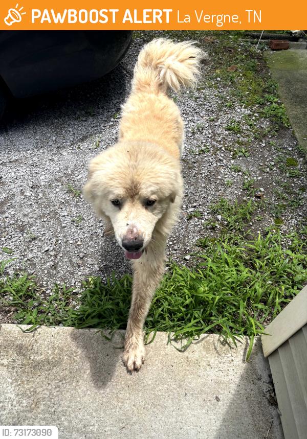 Found/Stray Unknown Dog last seen New firehouse station, La Vergne, TN 37086