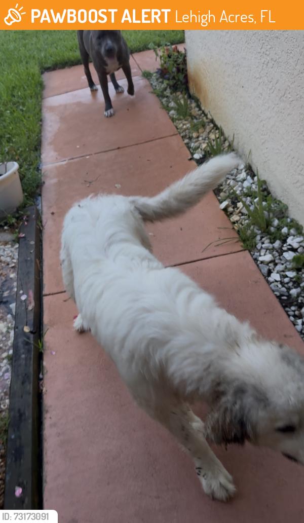 Found/Stray Unknown Dog last seen 32nd and Rena, Lehigh Acres, FL 33976