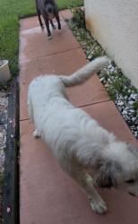 Found/Stray Unknown Dog last seen 32nd and Rena, Lehigh Acres, FL 33976