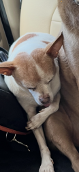 Lost Male Dog last seen Spruce trail and goldmine rd Dawsonville Ga, Dawsonville, GA 30534