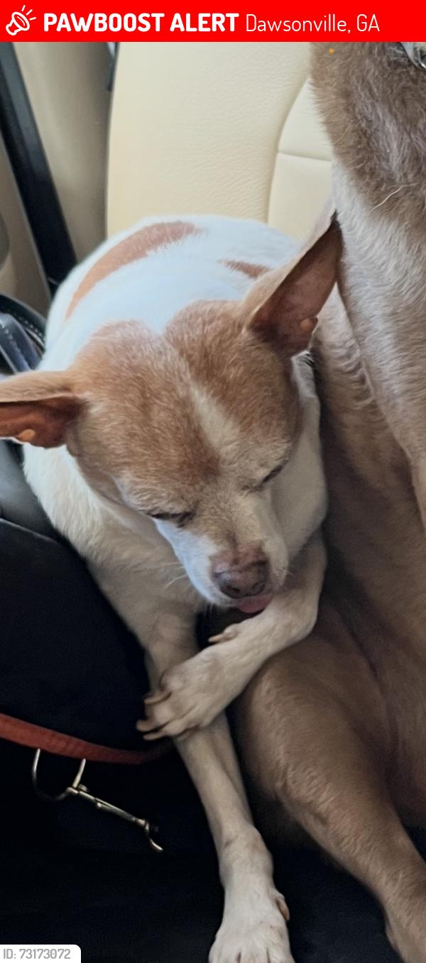 Lost Male Dog last seen Spruce trail and goldmine rd Dawsonville Ga, Dawsonville, GA 30534